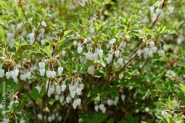 Fototapeta ドウダンツツジ