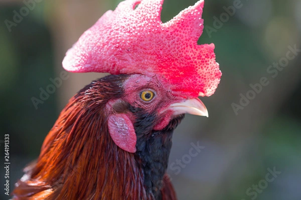 Fototapeta Closeup Thai rooster head