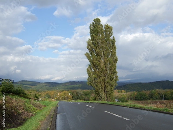 Obraz ケンとメリーの木