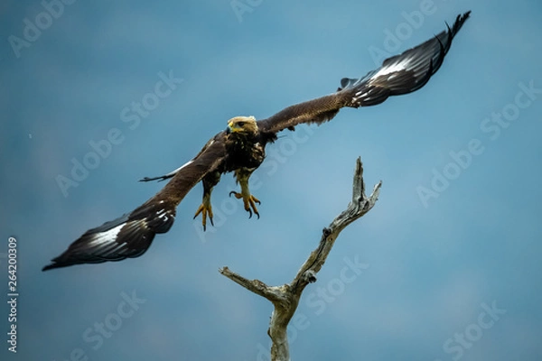 Fototapeta Goldean Eagle (Aquila chrysaetos) at mountain meadow in Eastern Rhodopes, Bulgaria