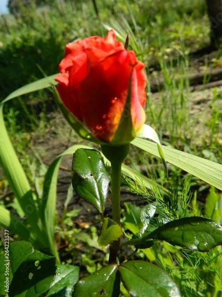 Obraz сад-огород