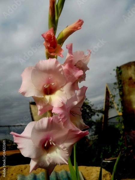 Obraz сад-огород