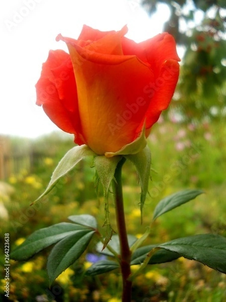 Obraz сад, огород