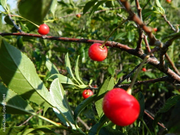 Obraz сад, огород