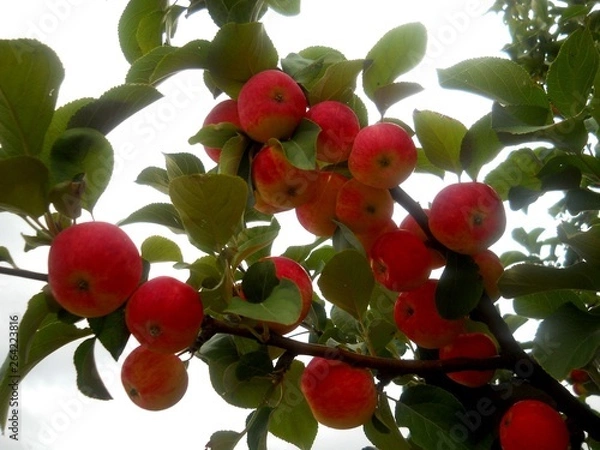 Obraz сад, огород