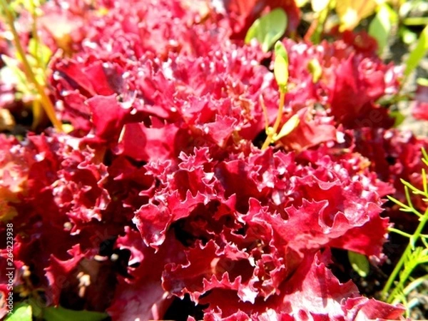 Obraz сад, огород