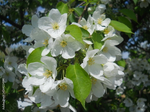 Obraz сад, огород