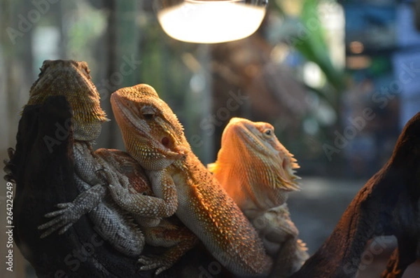 Fototapeta lizard on a rock