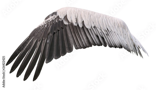 Obraz Bird wing cutout