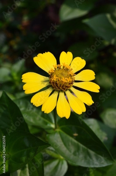 Fototapeta bee on flower