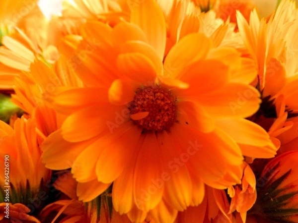 Obraz сад, огород