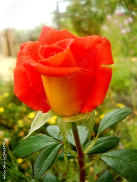 Obraz сад, огород