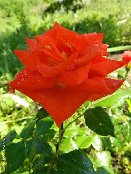 Obraz сад, огород