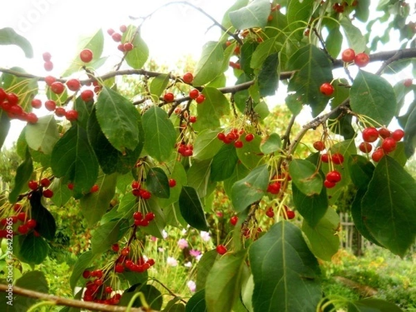 Obraz сад-огород