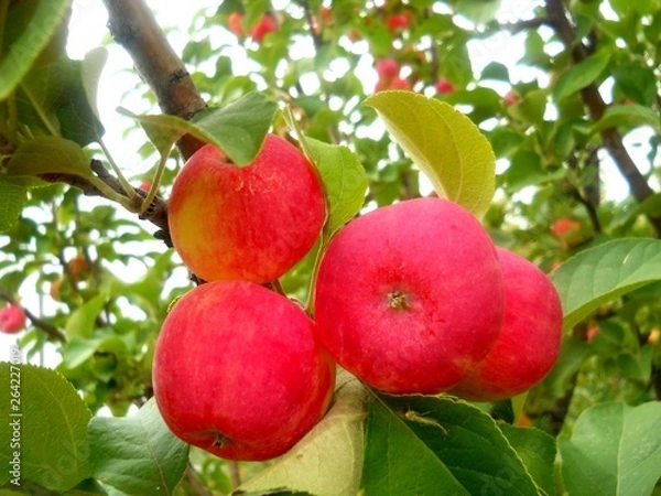 Obraz сад-огород