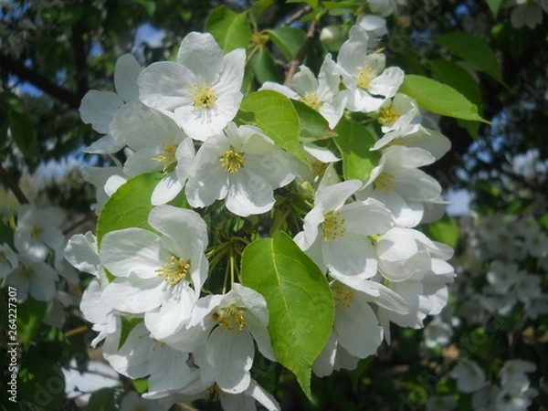 Obraz сад-огород