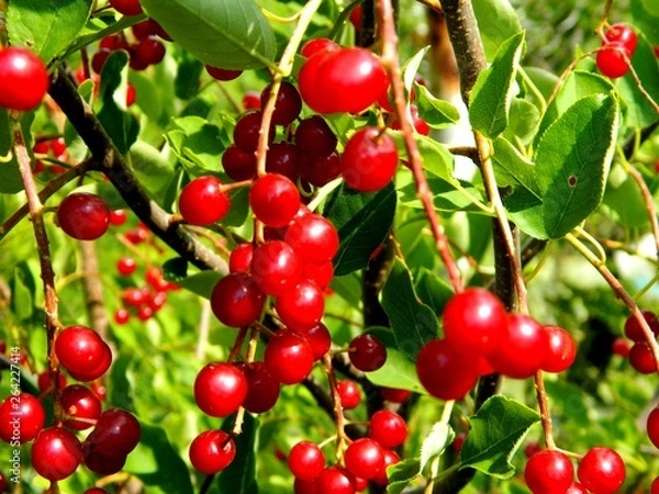 Obraz сад-огород