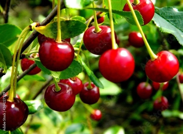 Obraz сад-огород