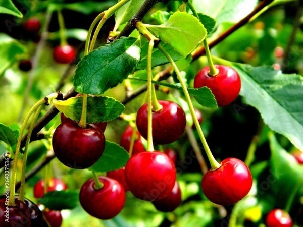 Obraz сад-огород