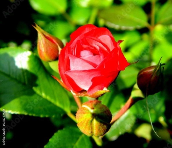 Obraz сад-огород