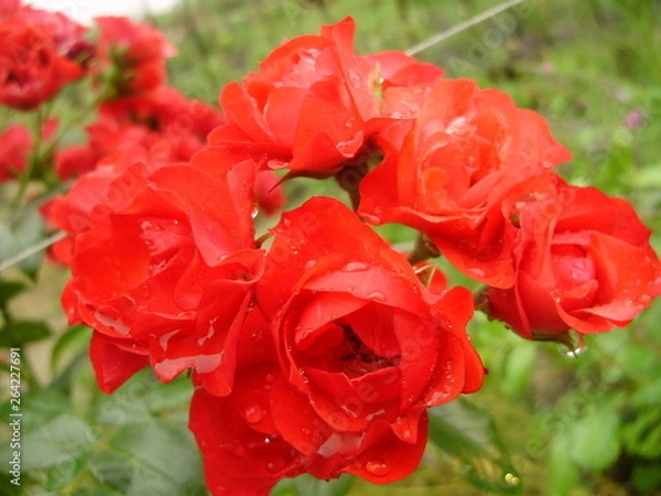 Obraz сад-огород