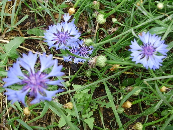 Obraz сад-огород