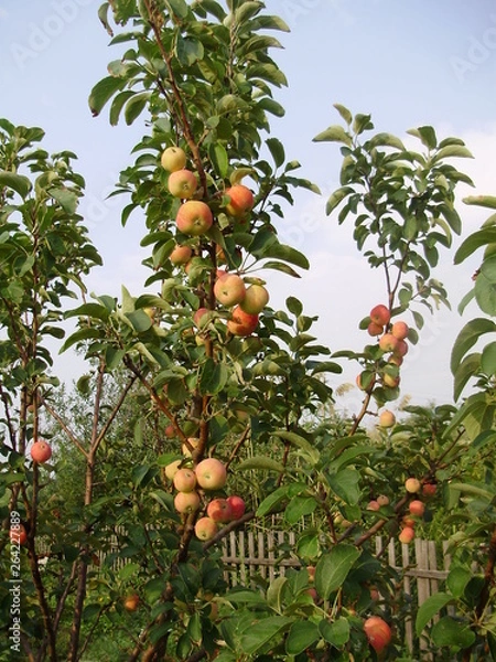 Obraz сад-огород