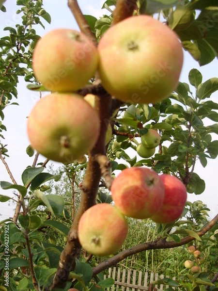 Obraz сад-огород