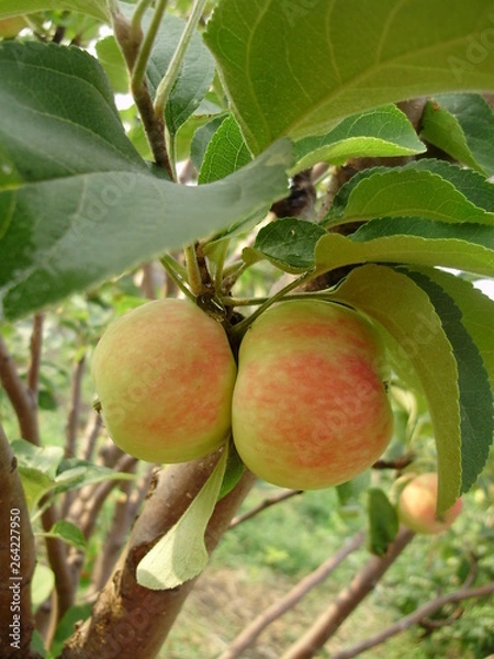 Obraz сад-огород