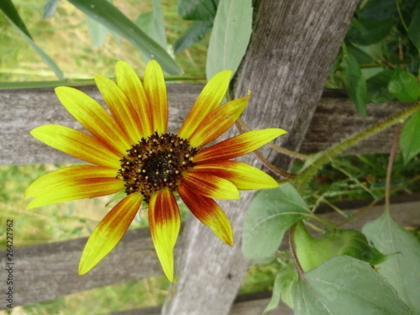 Obraz сад-огород