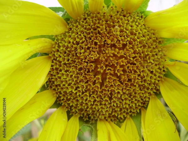 Obraz сад-огород