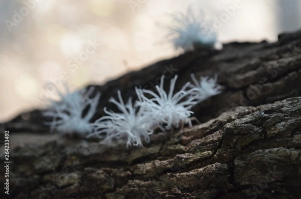 Fototapeta Fluffy white