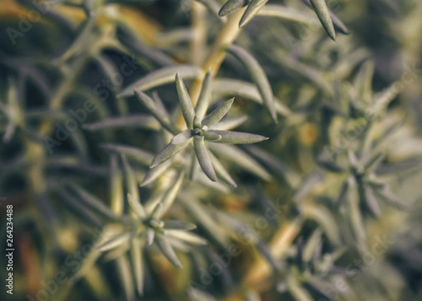 Obraz Abstract texture background green succulent