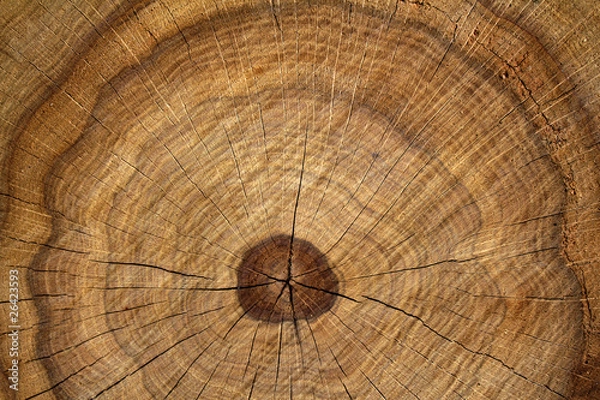 Obraz Cut  tree  oak   background