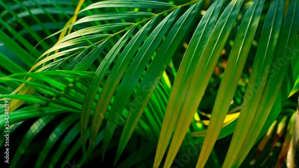 Obraz green palm background