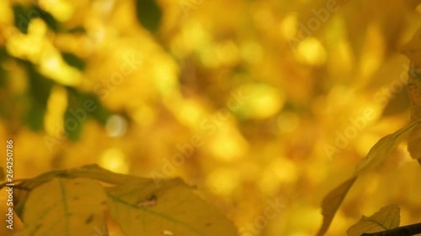 Obraz Yellow maple leaves sliding focus Close up of beautiful magic autumn trees, yellow leaves and incredibly warm calm sunny weather.