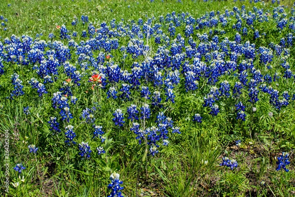 Fototapeta blue bonnet
