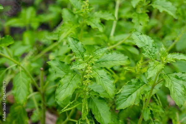 Fototapeta Lamiaceae flower is an herb known as blade lamiaceae in the thai language  are commonly used in thai cuisine for certain stir-fries and curries such as phat kaphrao.