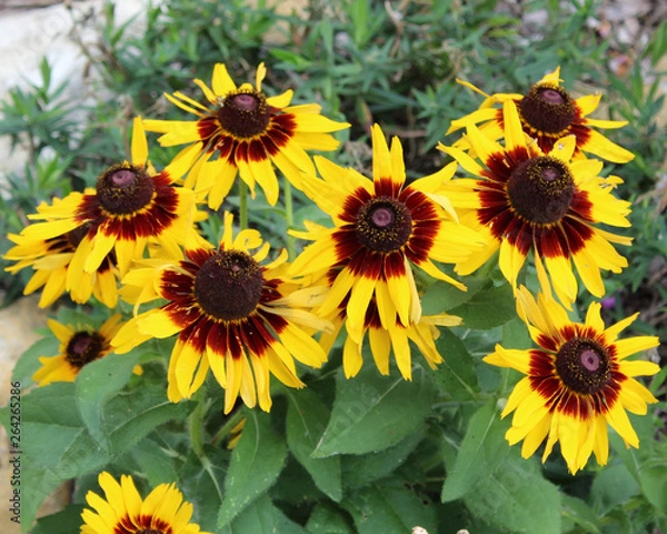 Fototapeta yellow flower