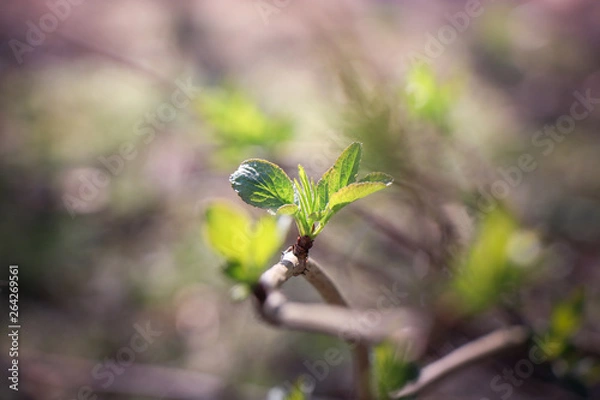 Obraz jeune branche 3