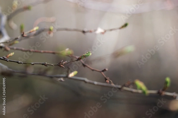 Obraz jeune branche2