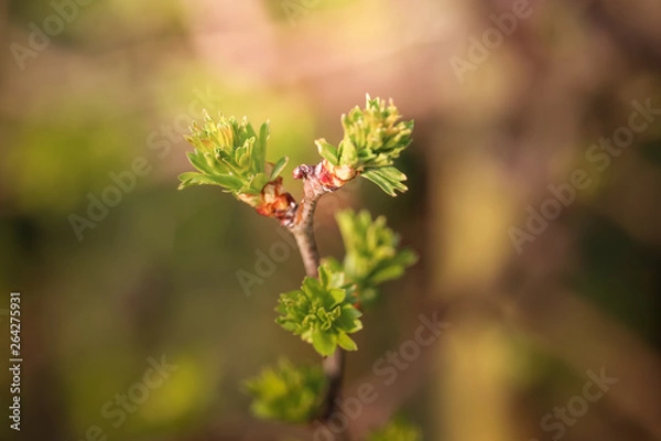 Obraz jeune pousse