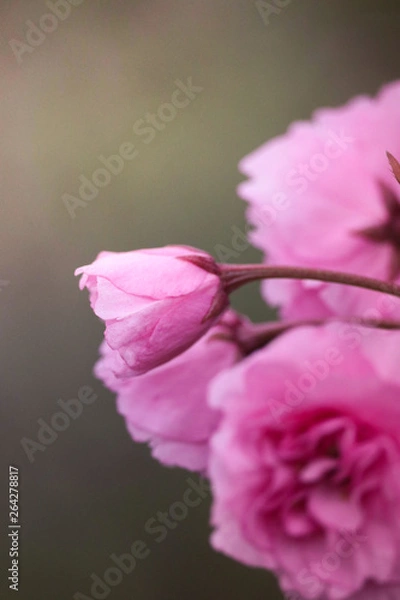 Obraz bouton de fleur