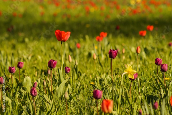 Fototapeta tulip field