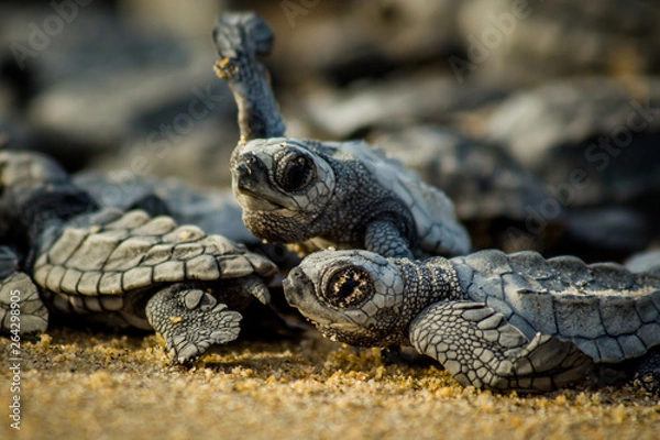 Fototapeta Baby hatchling sea turtles struggle for survival as they scamper to the ocean in Cabo Pulmo National Park near Cabo San Lucas, Mexico