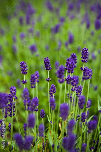 Fototapeta Background image - a blooming lavender closeup