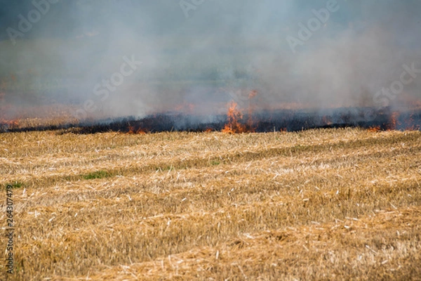 Fototapeta 刈り取りが終わったムギ畑の火入れ
