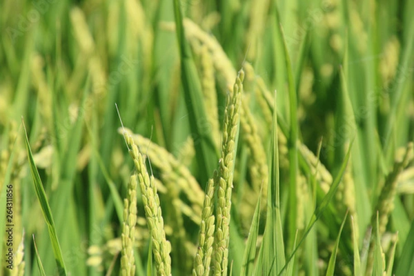 Fototapeta 夏の稲穂