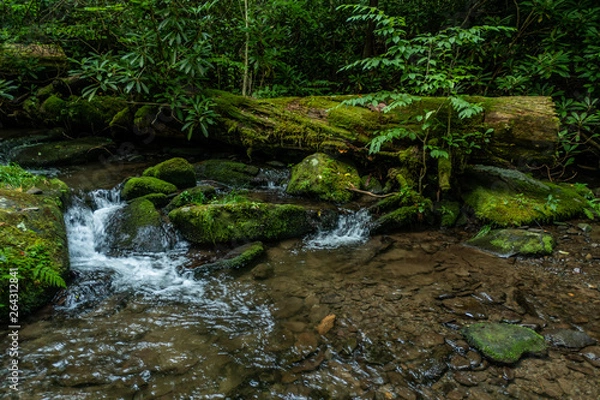 Fototapeta Creek Flows Around Downed Tree and Mossy Rocks