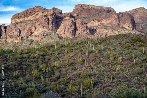 Fototapeta Patches of Organ Pipe Cactus grow along Ajo Mountain Drive in the Arizona Sonoran desert in the National Monument